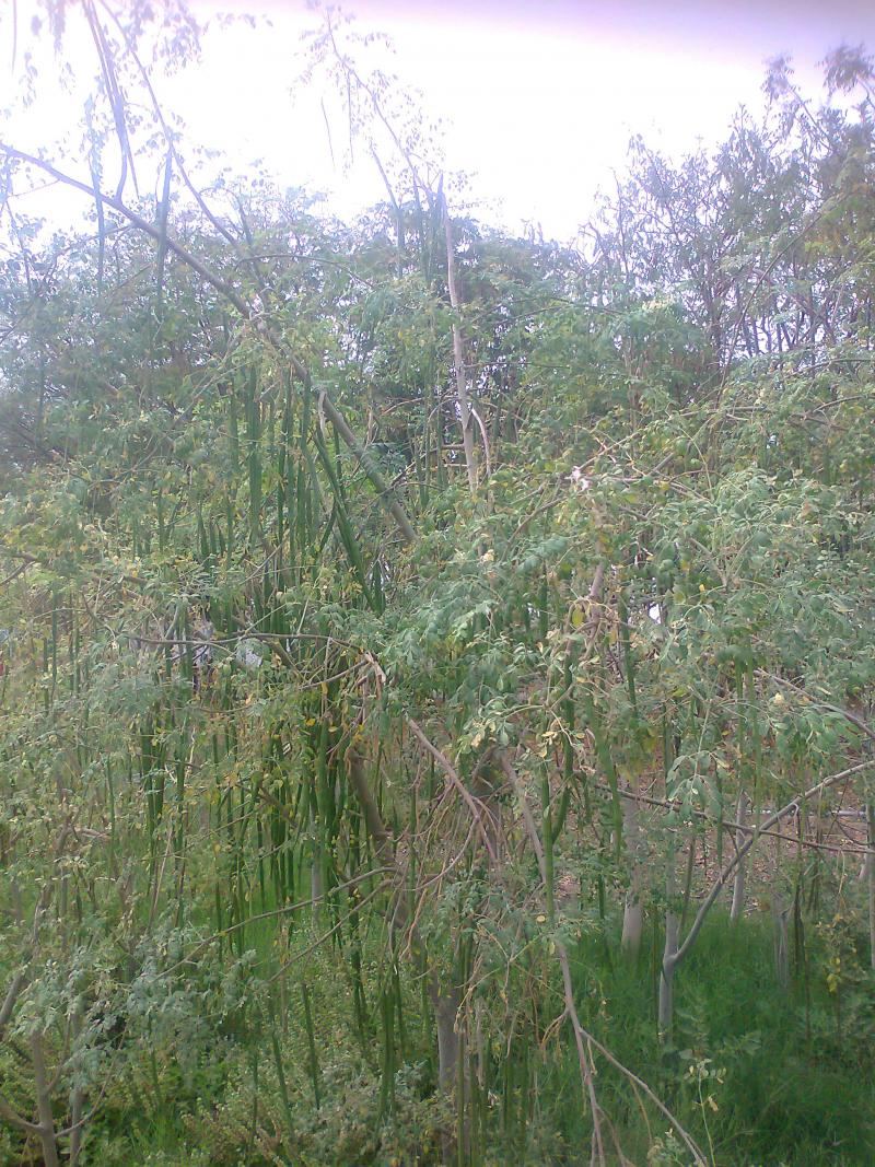 So many drumstick vegetables on our 2 year old Moringa oleifera trees